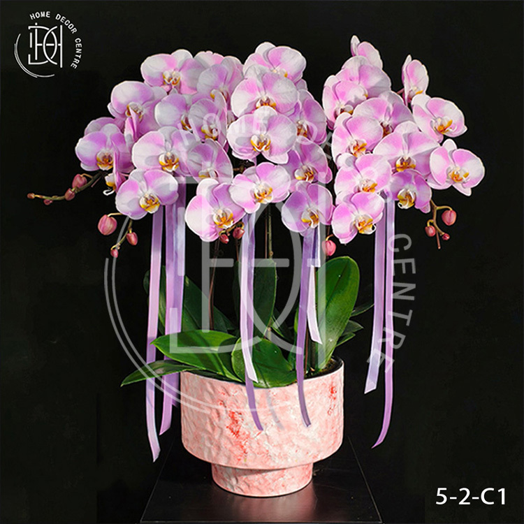 蝴蝶蘭明星-單株3.5寸柸（5柸）N26-5-2