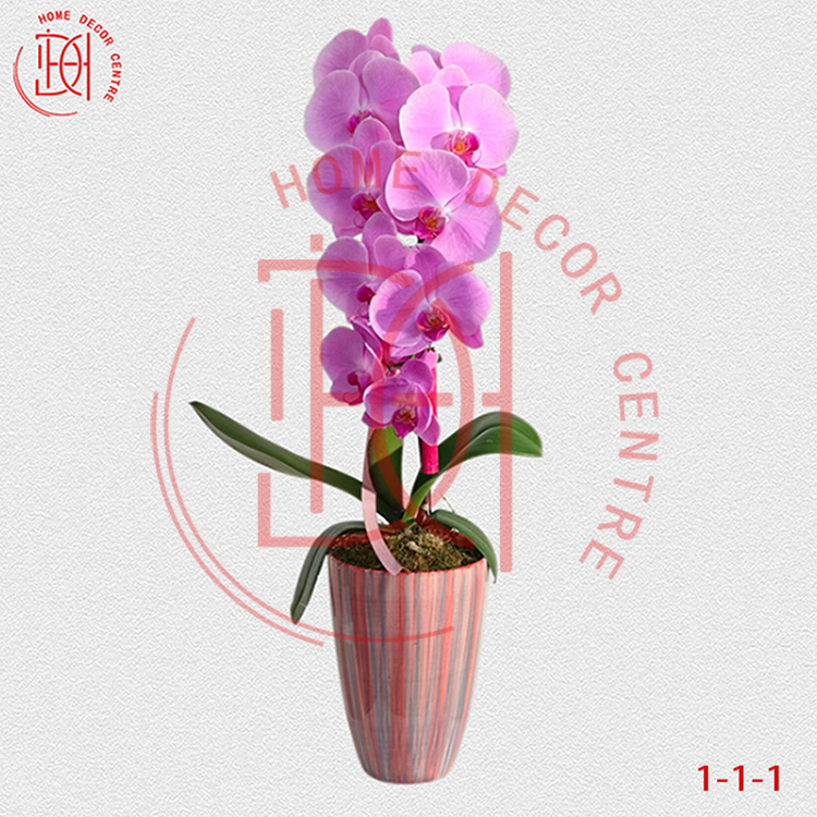 蝴蝶蘭粉冠軍-單株3.5寸柸(1柸）N26-1-1