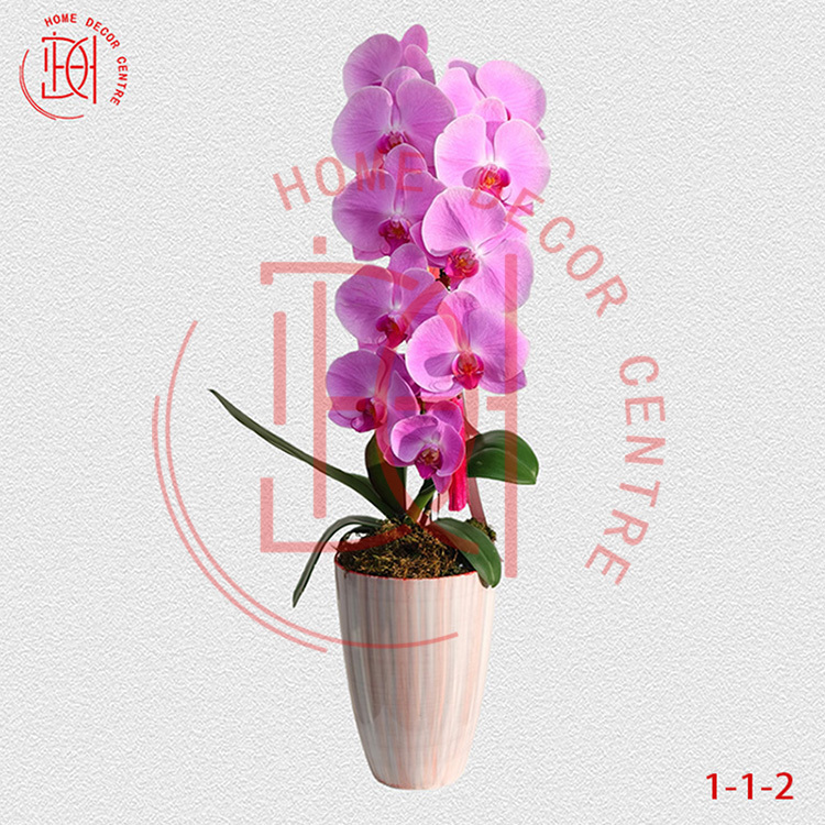 蝴蝶蘭粉冠軍-單株3.5寸柸(1柸）N26-1-1