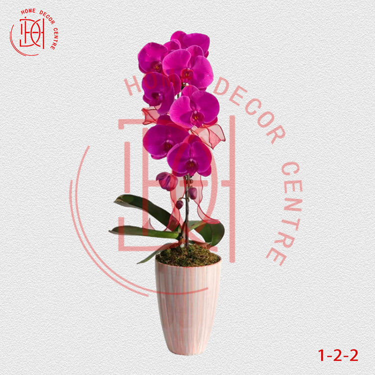 蝴蝶蘭大辣椒-單株3.5寸柸 (1柸）N26-1-2