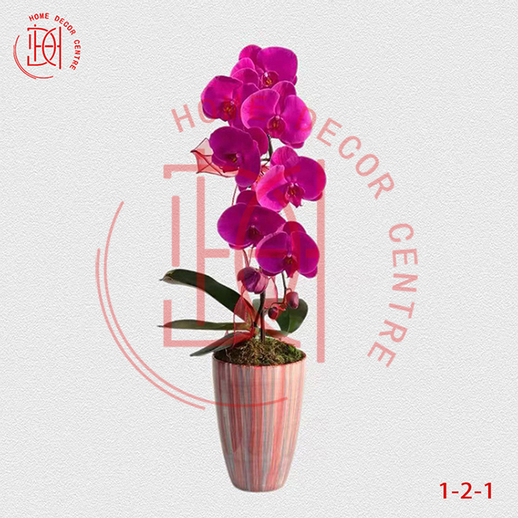 蝴蝶蘭大辣椒-單株3.5寸柸 (1柸）N26-1-2