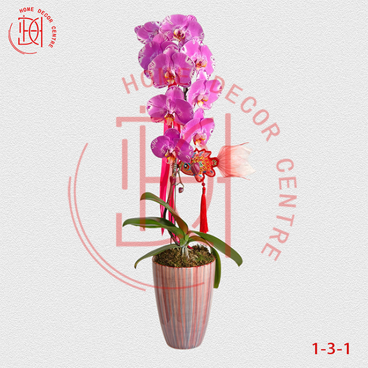 蝴蝶蘭藏寶圖-單株3.5寸柸 (1柸）N26-1-3