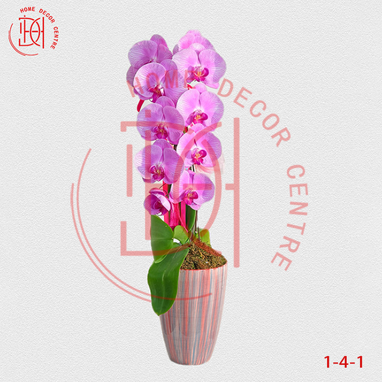蝴蝶蘭愛麗絲-單株3.5寸柸 (1柸）N26-1-4