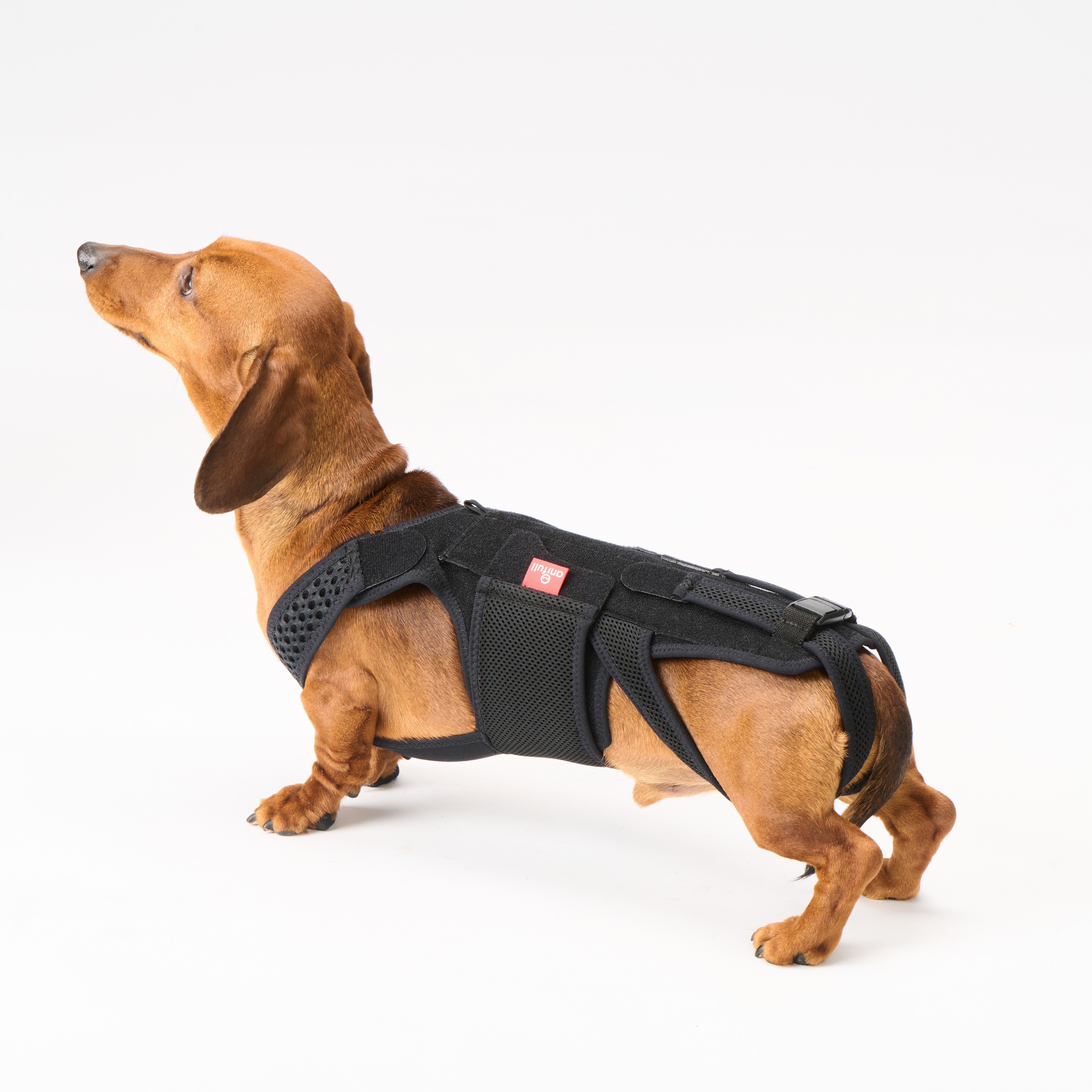 anifull 愛犬護腰with-加强型