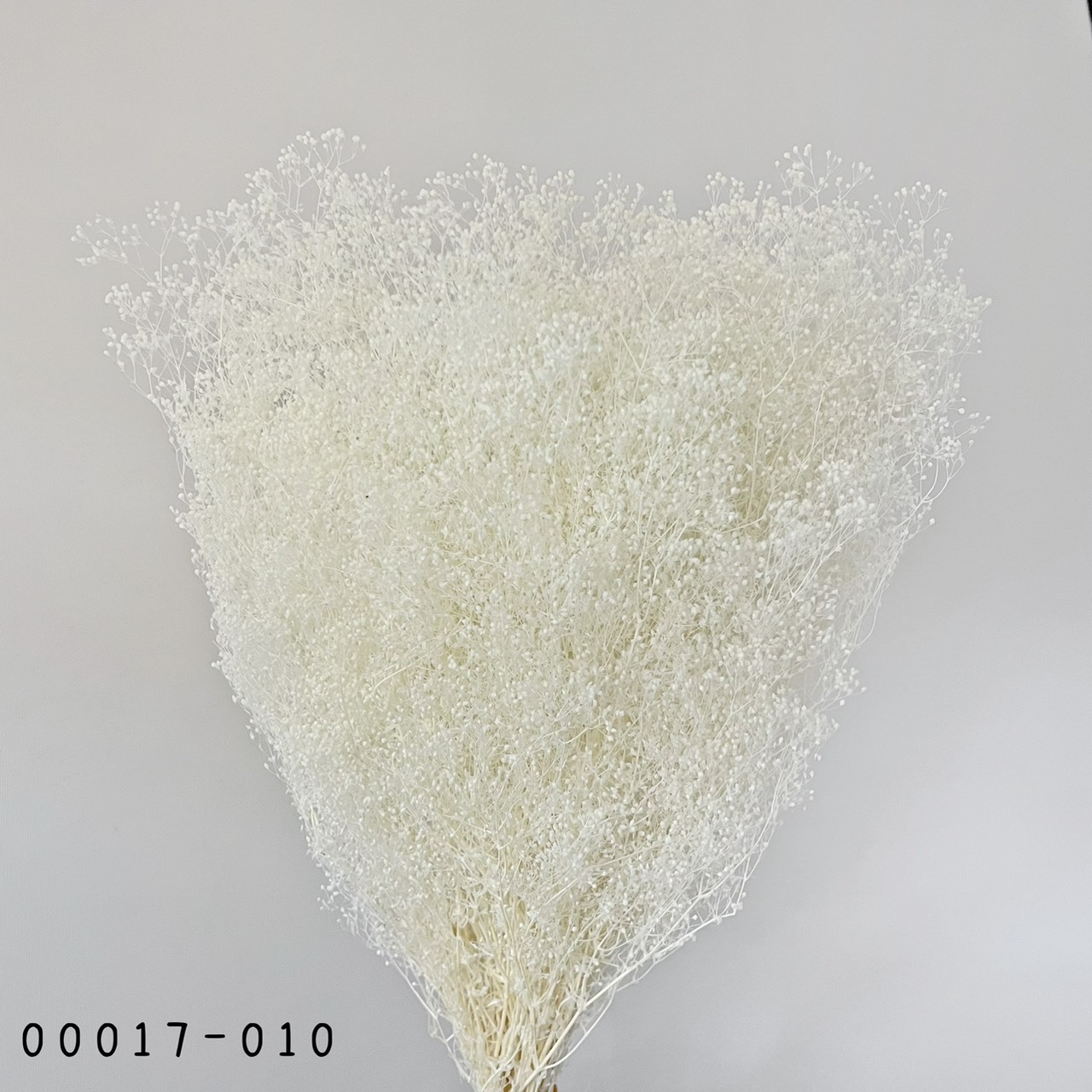 日本不凋迷你滿天星(大束) 00017-010