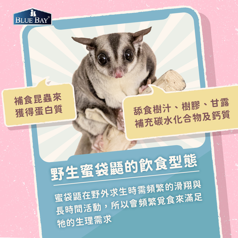 了解蜜袋鼯的飲食