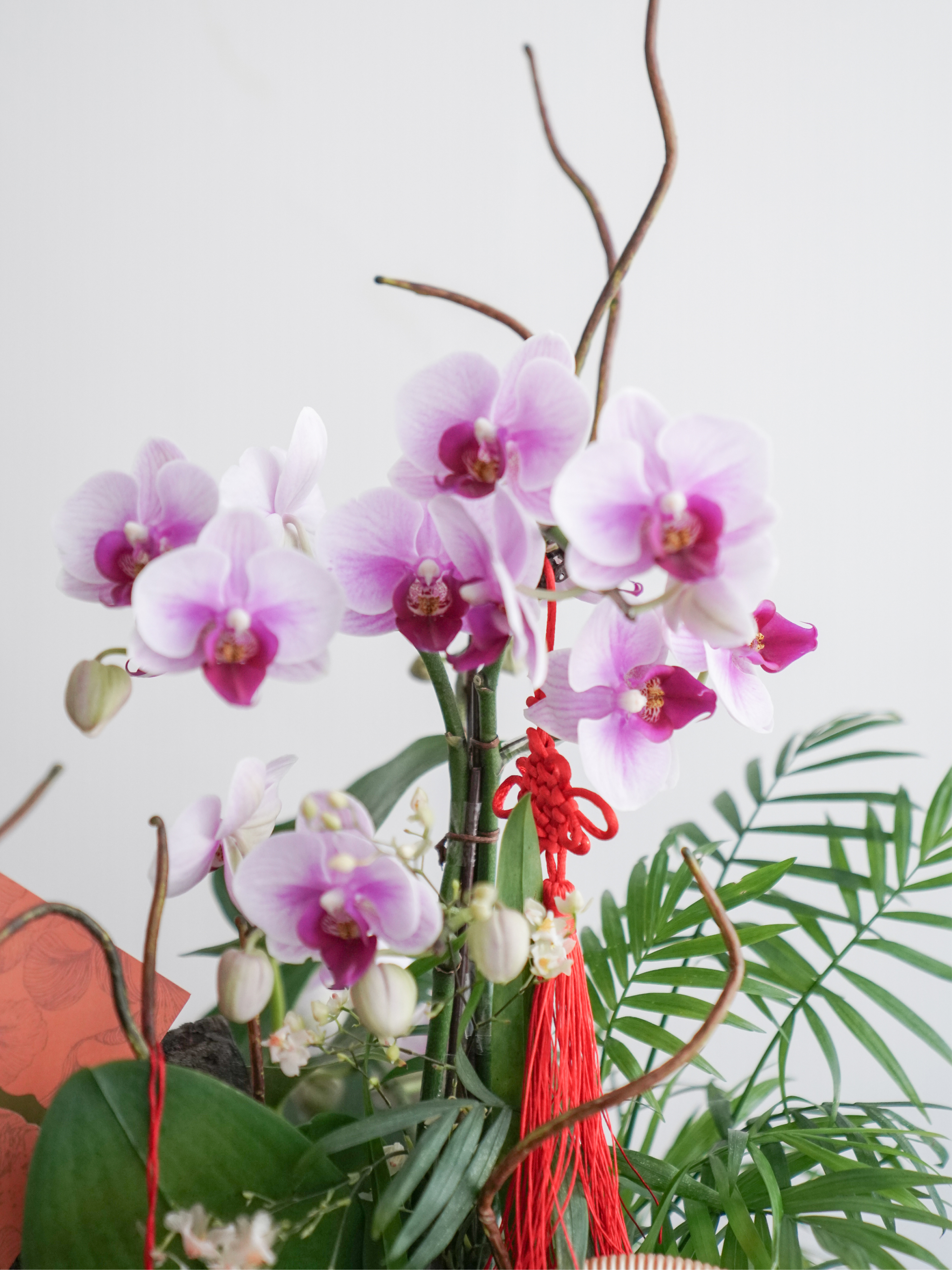 福馬 ·蝴蝶蘭聚寶瓮 新年蘭花 新年花禮