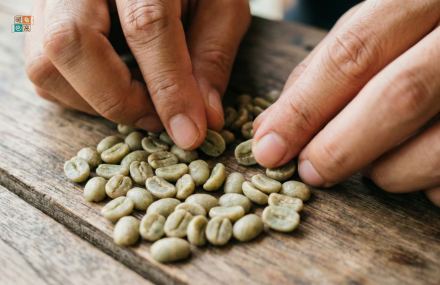 黃金曼特寧手工挑豆過程示意圖