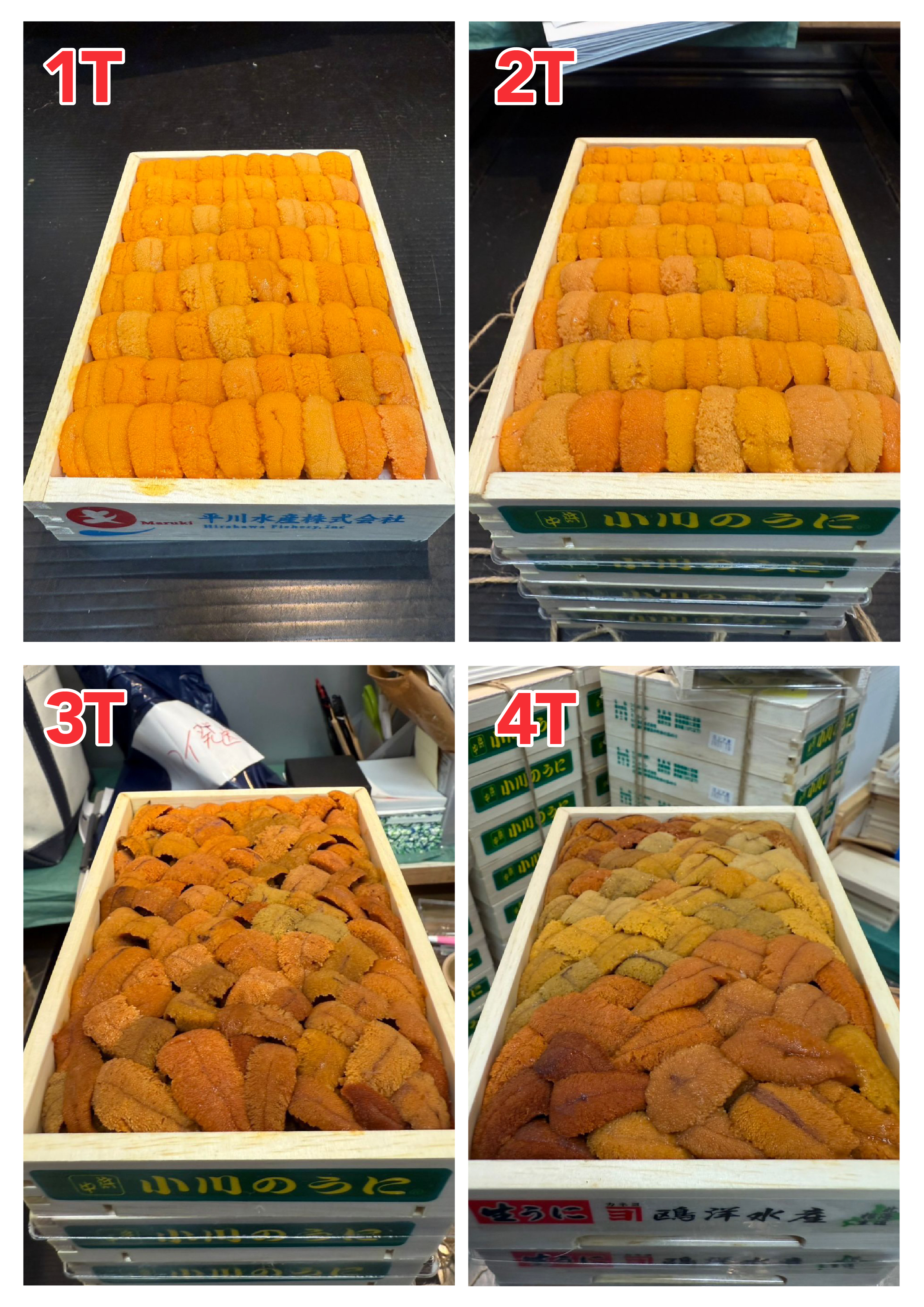 【指定海膽推薦】每天更新 (限即日落單, 翌日送)