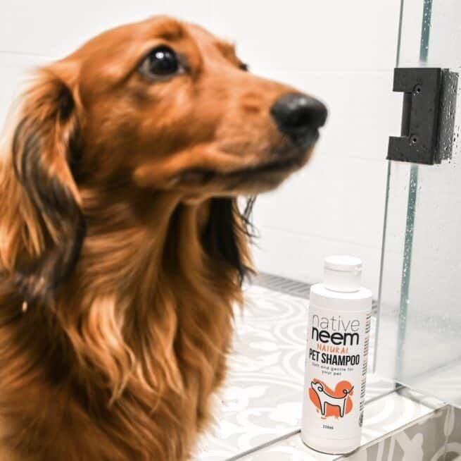 紐西蘭有機全天然苦楝油寵物沖涼液250ml (貓狗通用) (平行進口)