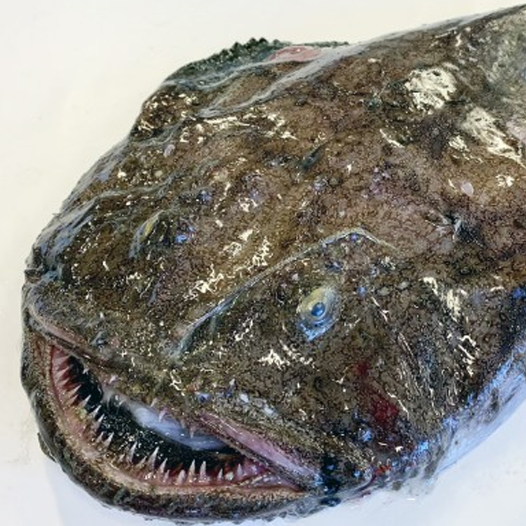 鮟鱇魚