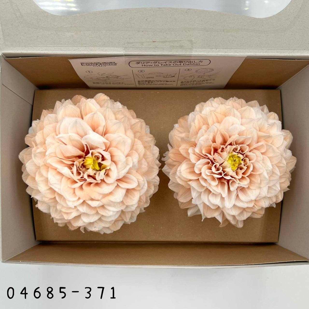 日本不凋漸層大理花(2朵/盒) 04685-371