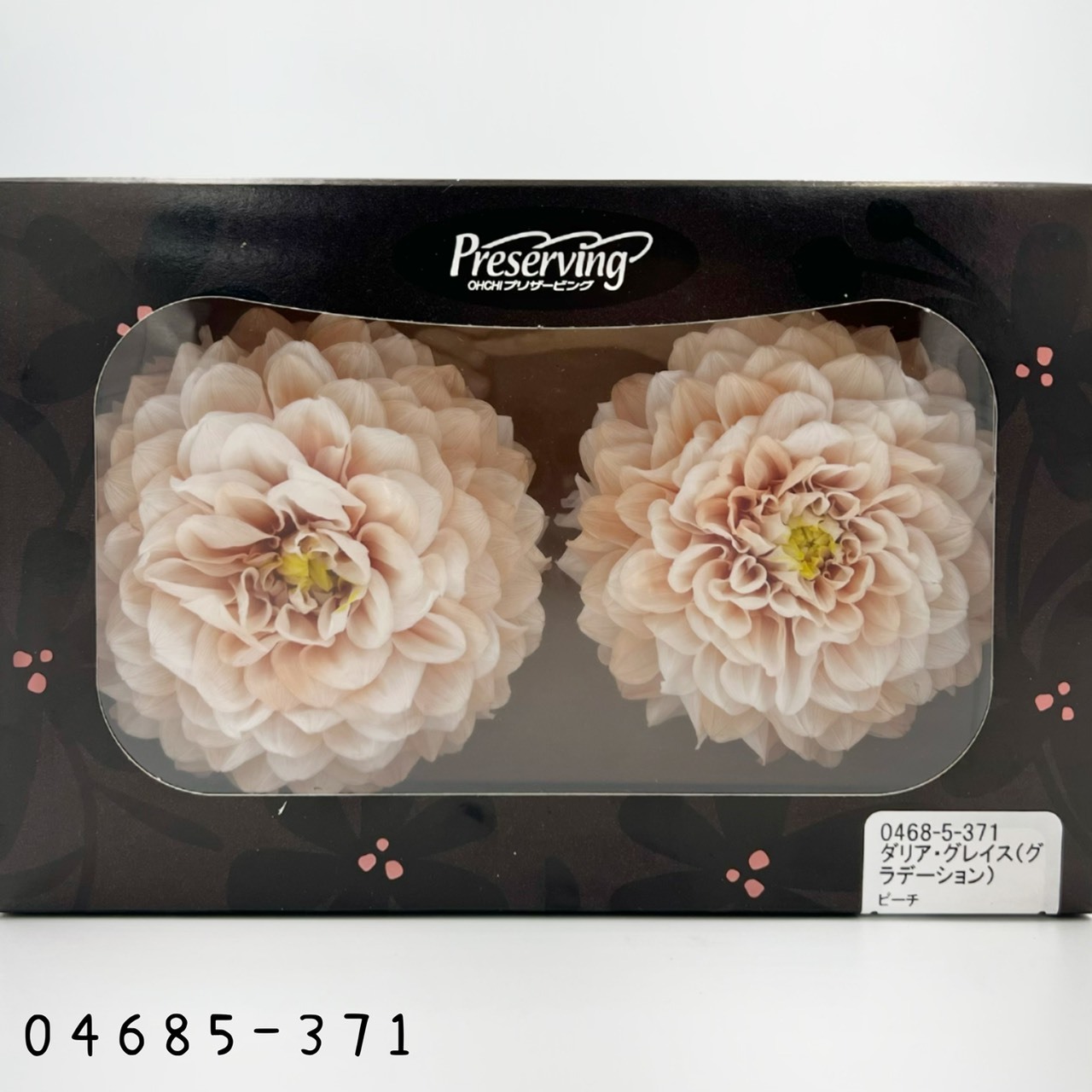 日本不凋漸層大理花(2朵/盒) 04685-371