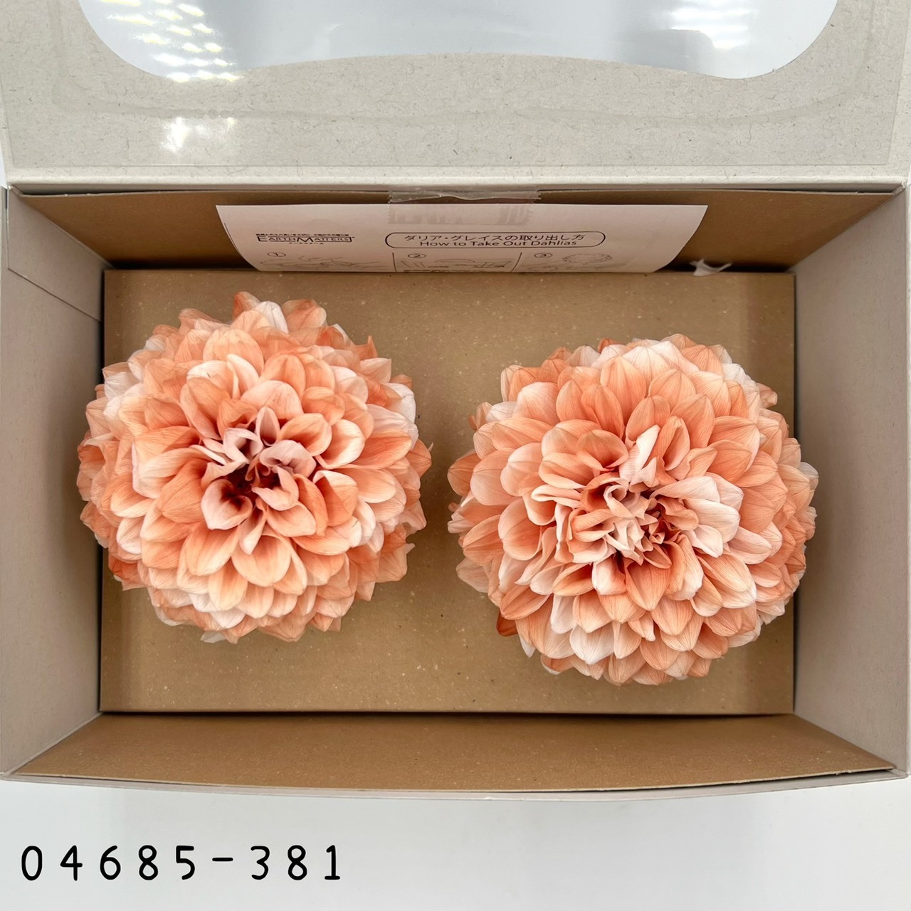 日本不凋漸層大理花(2朵/盒) 04685-381