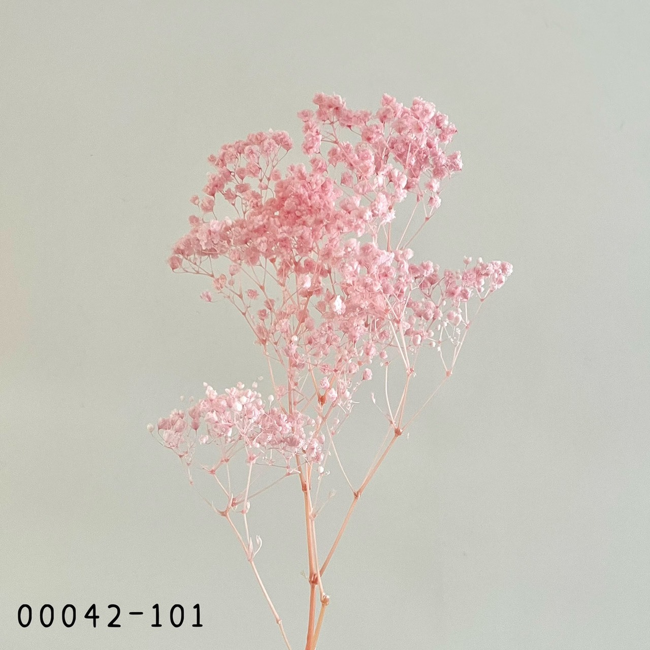 日本不凋開花滿天星 00042-101