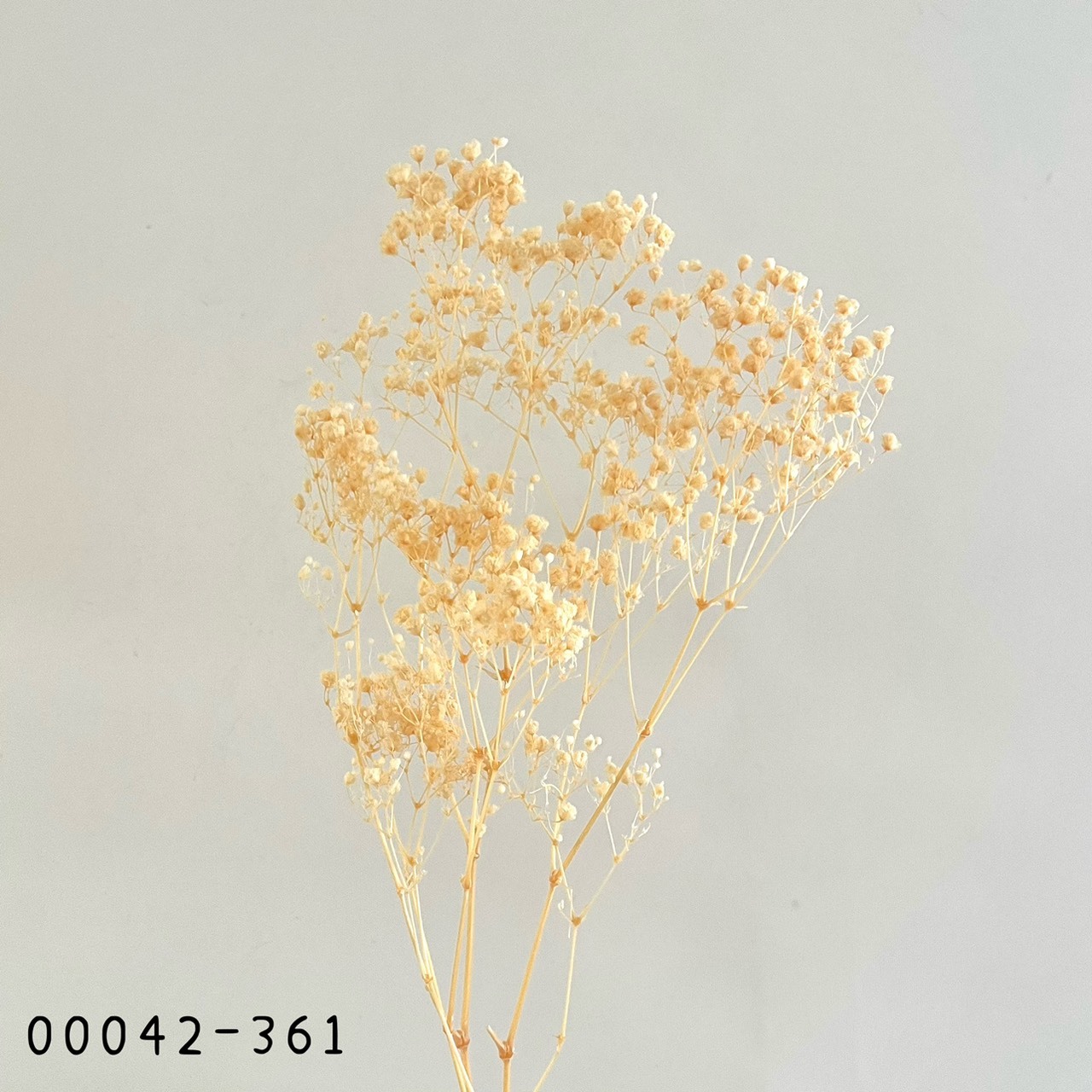 日本不凋開花滿天星 00042-361