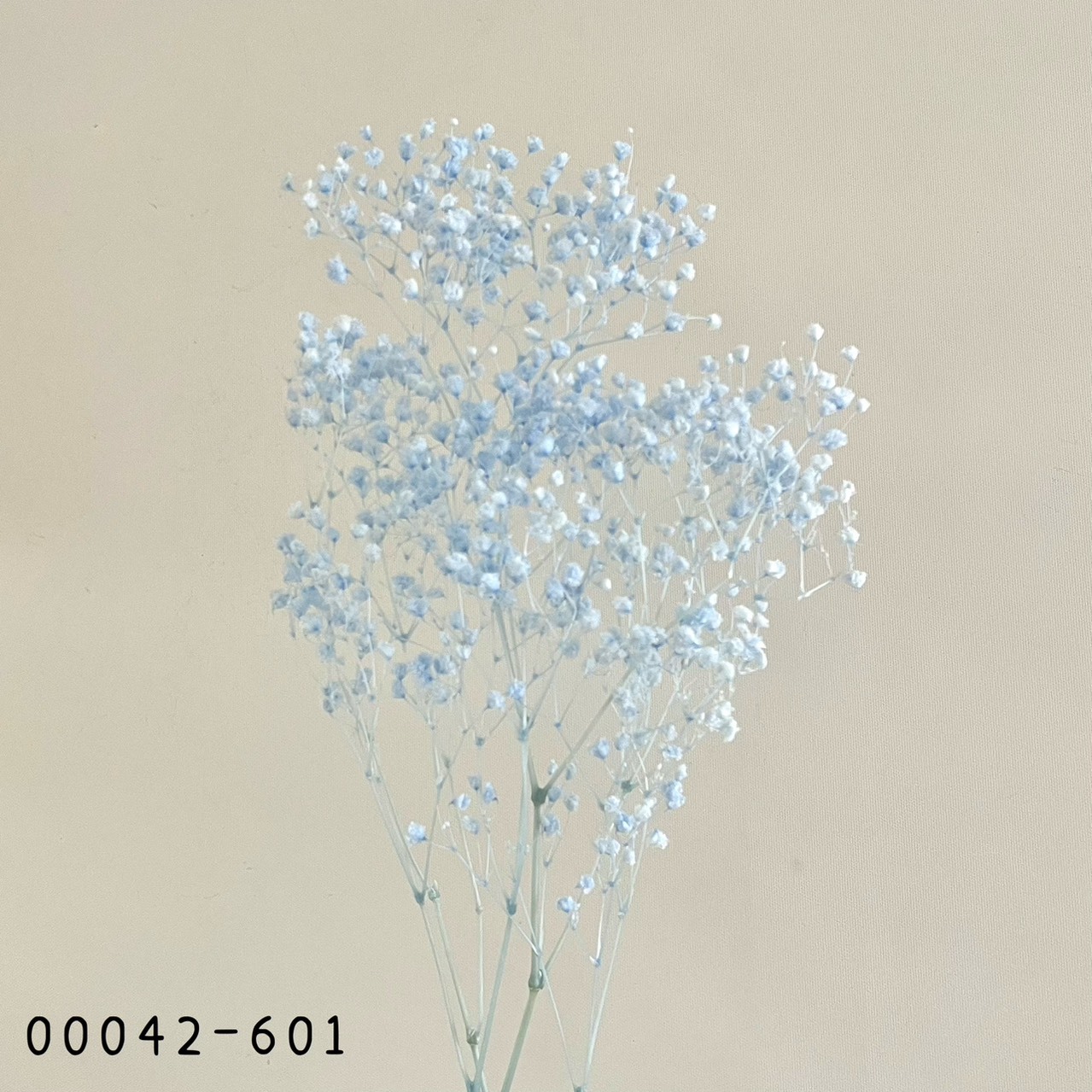 日本不凋開花滿天星 00042-601