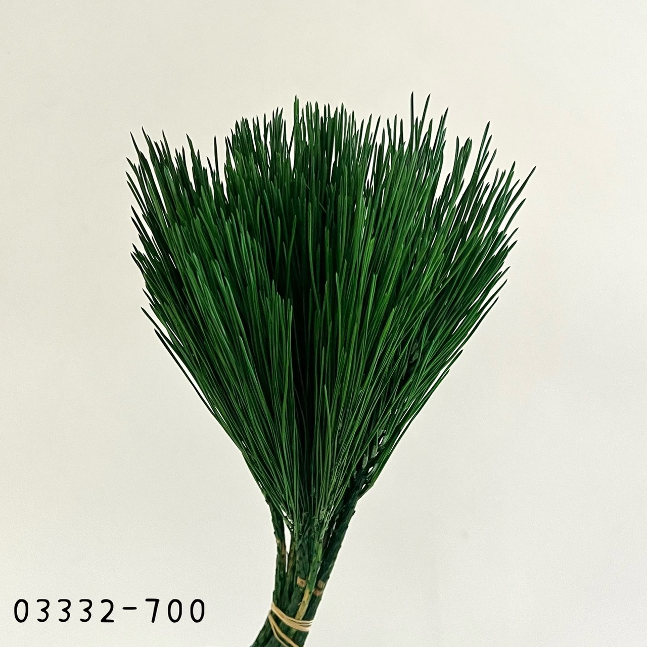 日本不凋都松 03332-700