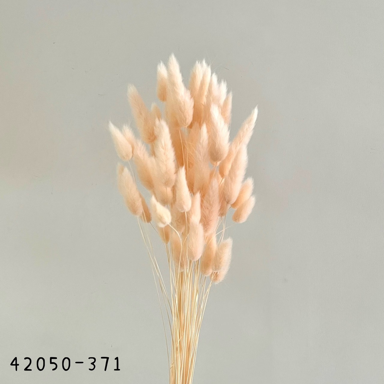 日本兔尾草 42050-371