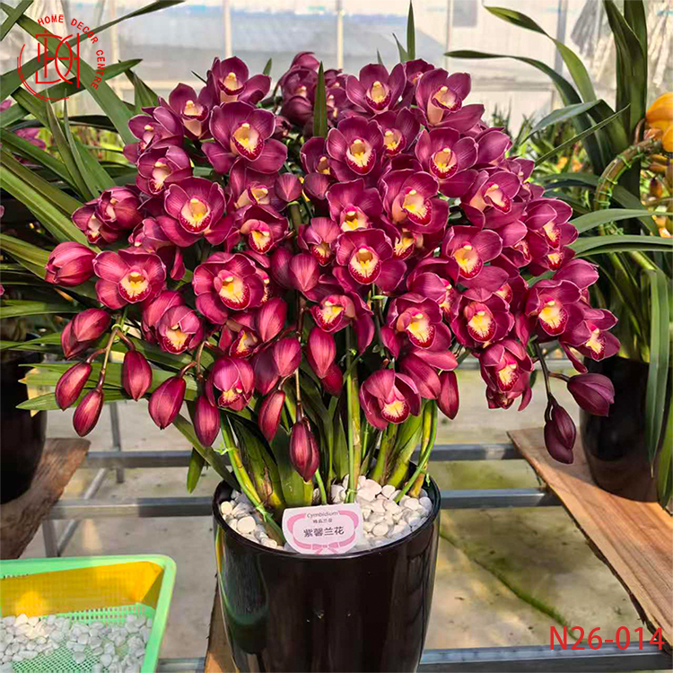 大花蕙蘭光彩-N26-014