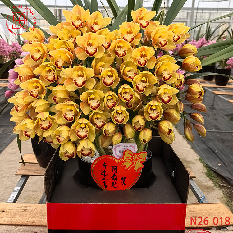 大花蕙蘭黃金歲月-N26-018