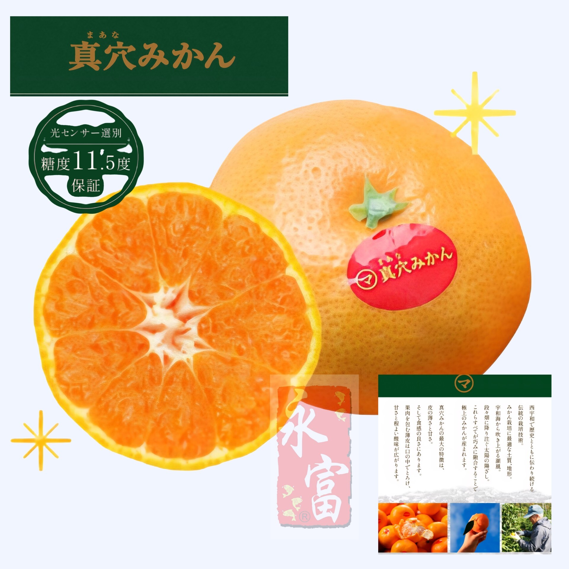 日本愛媛縣真穴蜜柑