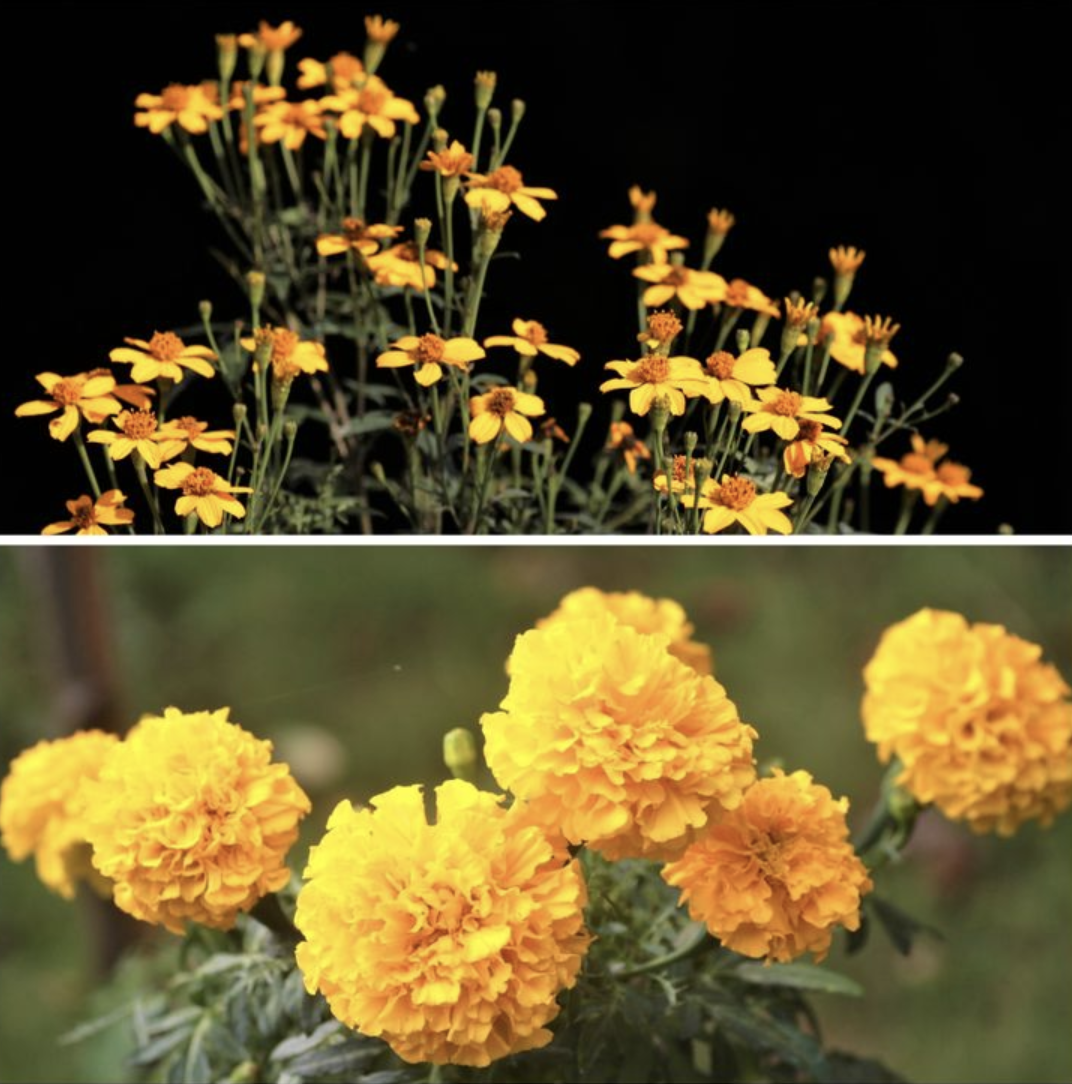 芳香萬壽菊與萬壽菊的血緣很近