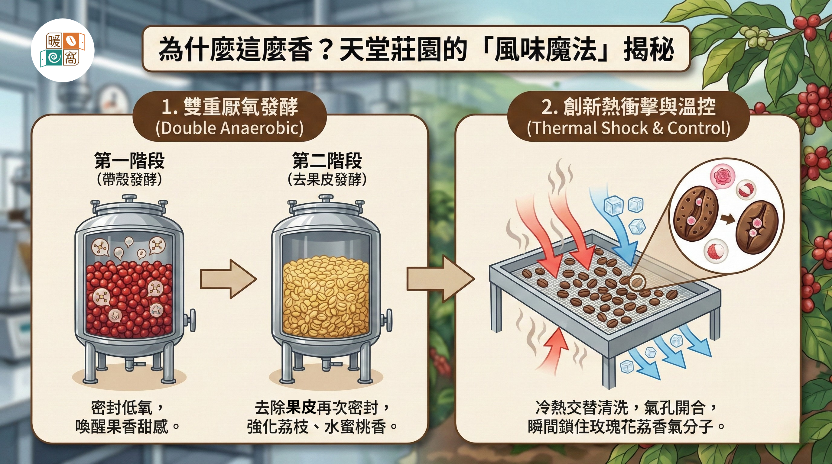 咖啡豆的雙重厭氧處理法 流程說明圖