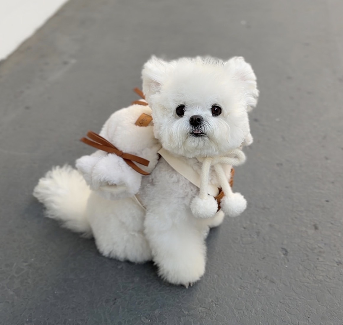 韓國 Todley | Teddy Candy 糖果背包