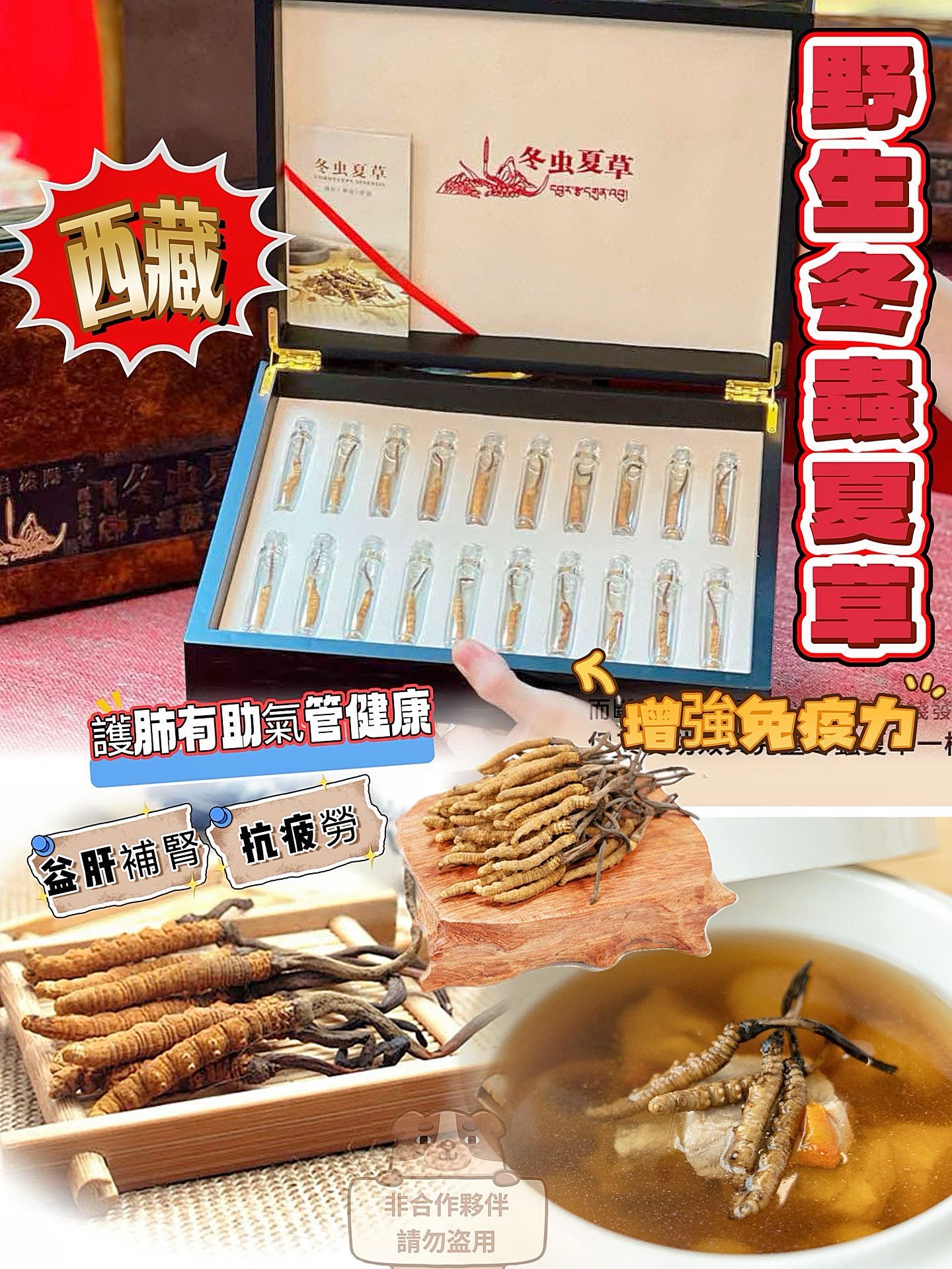 A221西藏野生冬蟲夏草