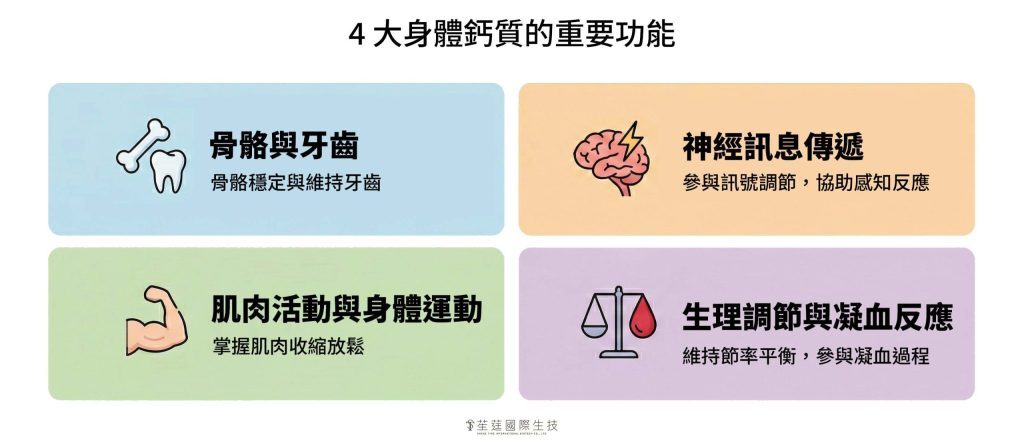 4 大身體鈣質的重要功能