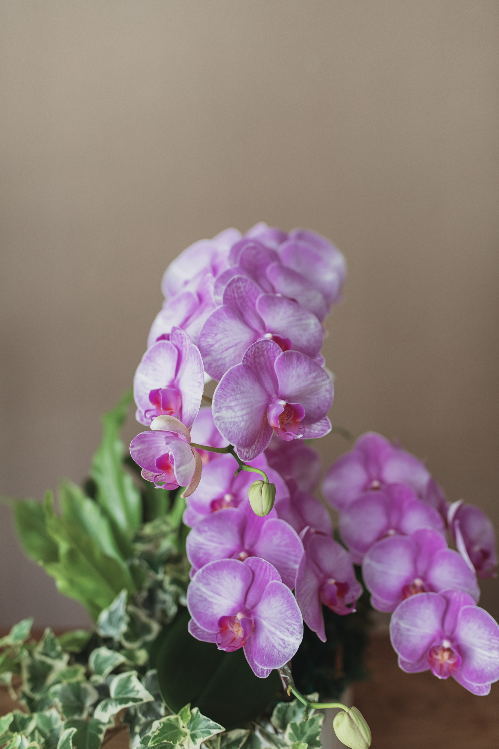 經典蘭花E款 | 桌花