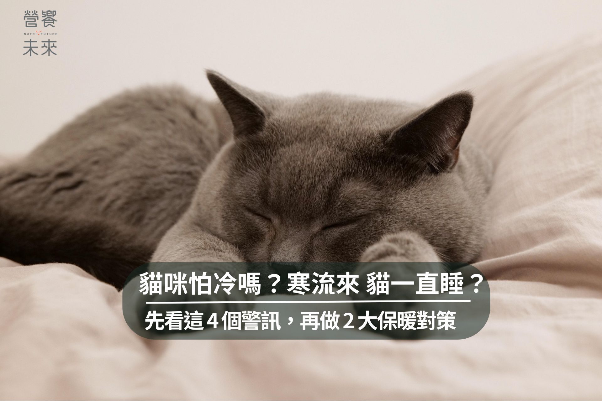 貓咪保暖 貓咪怕冷嗎？寒流來貓一直睡？先看這4個警訊，再做2大保暖對策