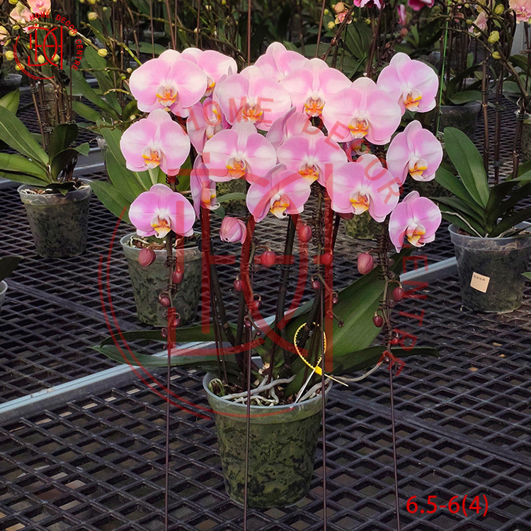 龍蘭明星(四菖)6.5寸柸 N26-6.5-6(4)