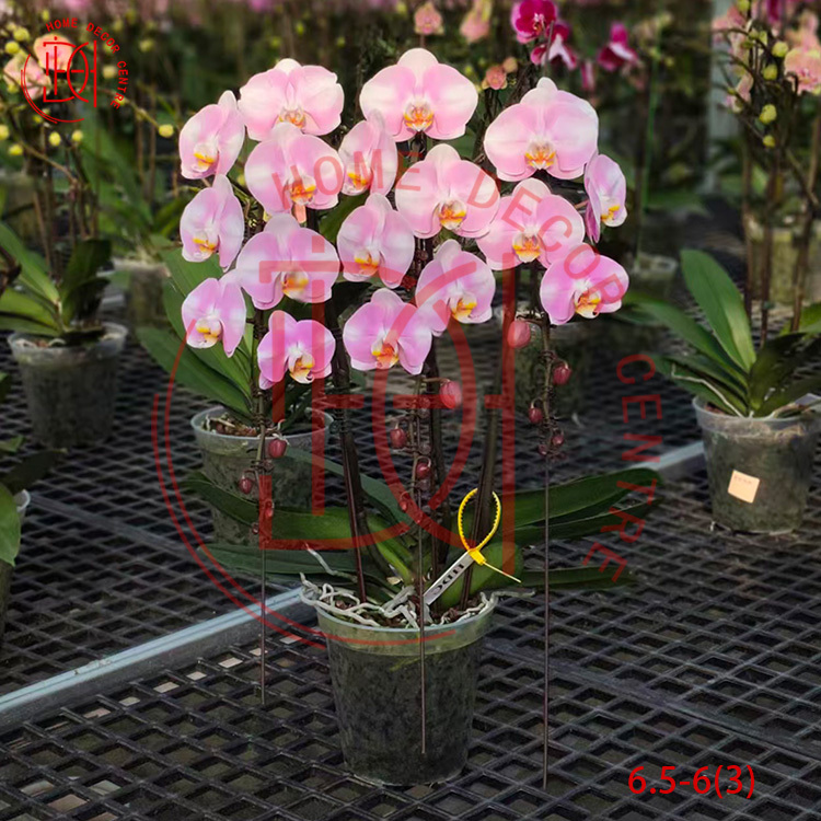 龍蘭明星(三菖)6.5寸柸 N26-6.5-6(3)