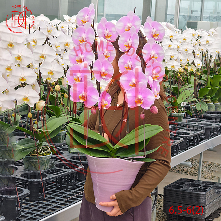 龍蘭明星(雙菖)6.5寸柸 N26-6.5-6(2)