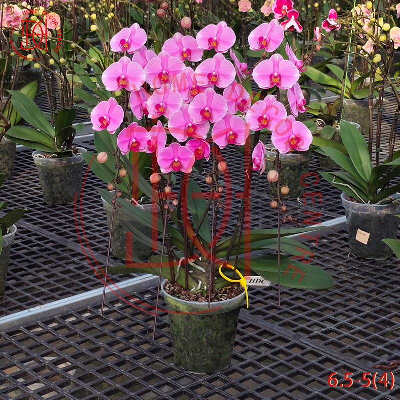 龍蘭海洋之星(四菖)6.5寸柸 N26-6.5-5(4)