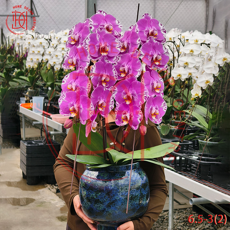 龍蘭藏宝圖(雙菖)6.5寸柸 N26-6.5-3(2)