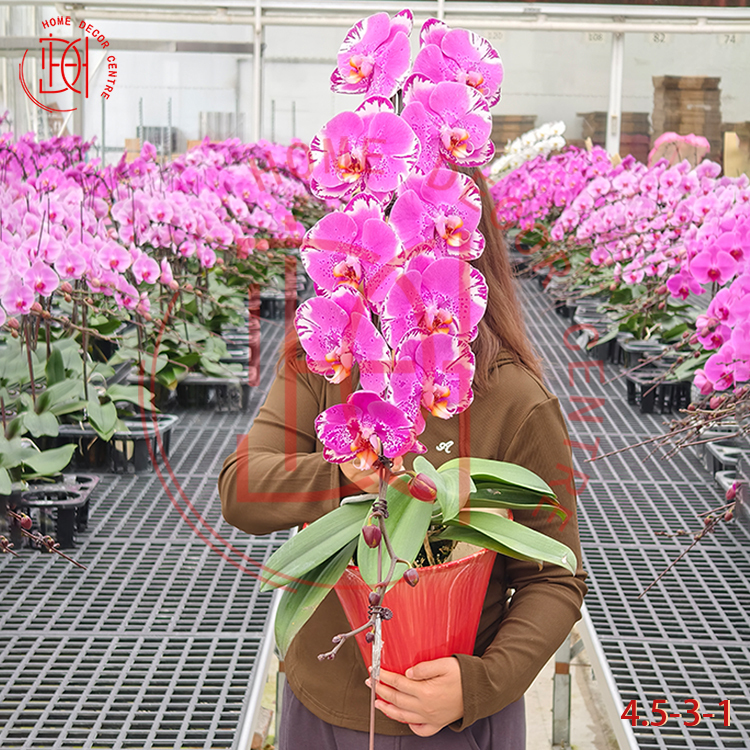 龍蘭藏宝圖4.5寸柸 N26-4.5-3-1