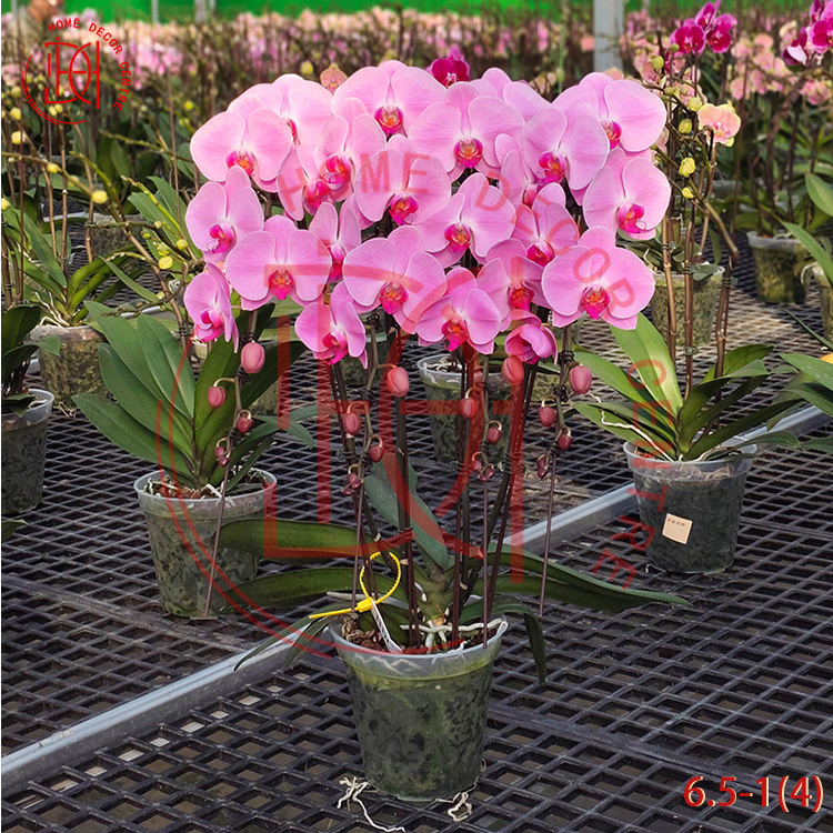 龍蘭粉冠軍(四菖)6.5寸柸 N26-6.5-1(4)