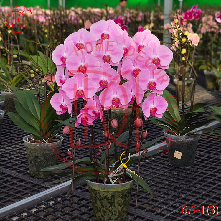 龍蘭粉冠軍(三菖)6.5寸柸 N26-6.5-1(3)