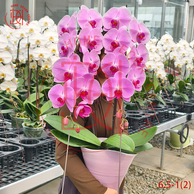 龍蘭粉冠軍(雙菖)6.5寸柸 N26-6.5-1(2)