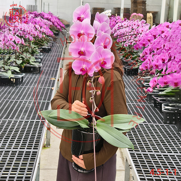 龍蘭粉冠軍(單菖)4.5寸柸 N26-4.5-1-1