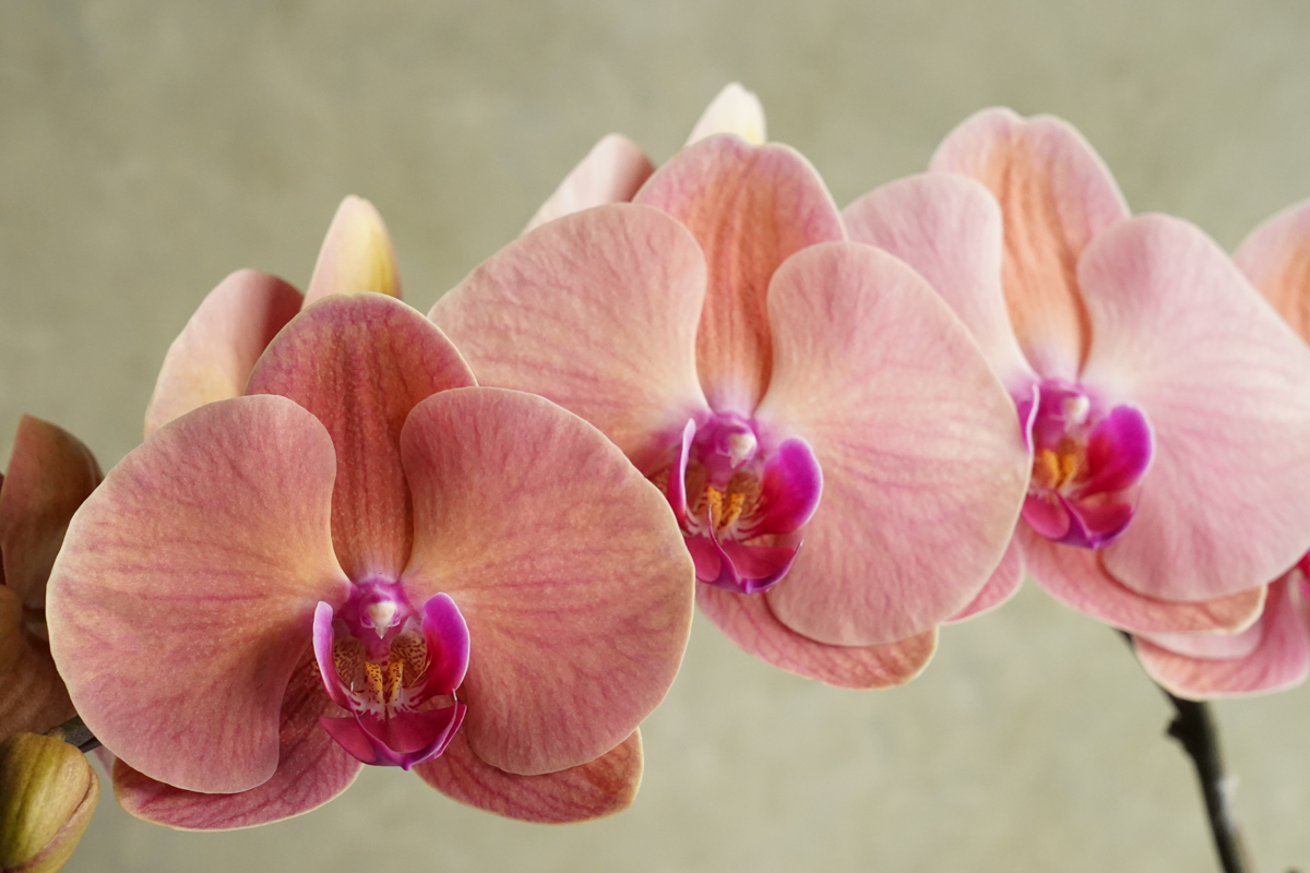 新年蝴蝶蘭,蝴蝶蘭花台北推薦,大橘大利,台北蝴蝶蘭花台北外送推薦,蝴蝶蘭花特寫推薦台北22