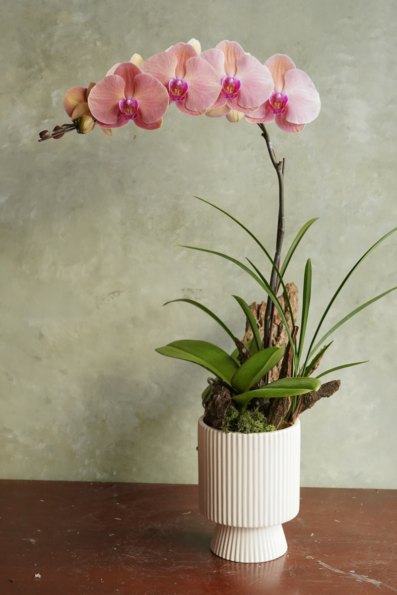 新年蝴蝶蘭,蝴蝶蘭花台北推薦,大橘大利,台北蝴蝶蘭花台北外送推薦,蝴蝶蘭花推薦台北3