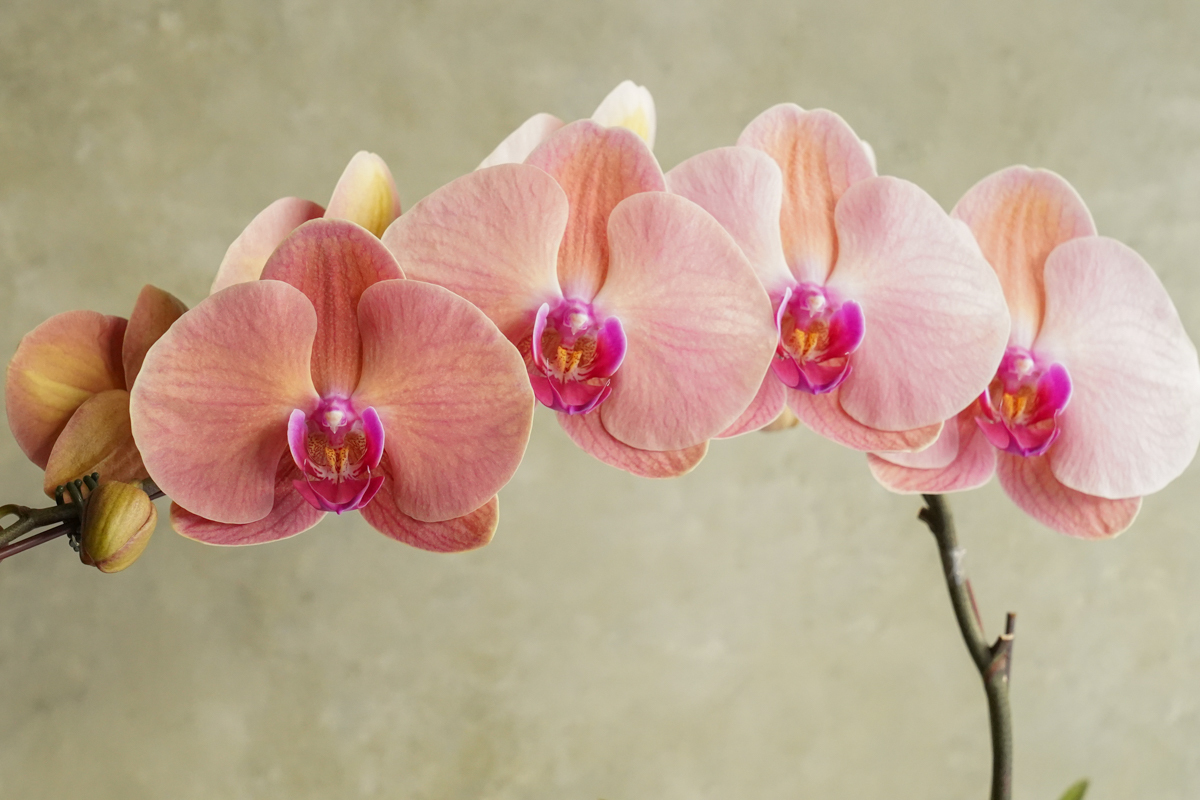 新年蝴蝶蘭,蝴蝶蘭花台北推薦,大橘大利,台北蝴蝶蘭花台北外送推薦,蝴蝶蘭花特寫推薦台北