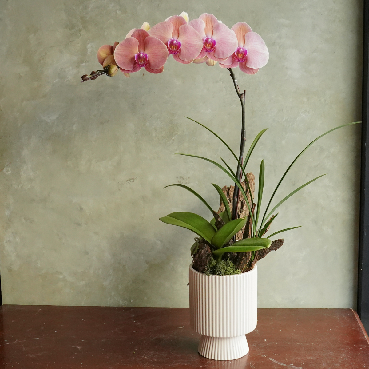 新年蝴蝶蘭,蝴蝶蘭花台北推薦,大橘大利,台北蝴蝶蘭花台北外送推薦,蝴蝶蘭花推薦台北2