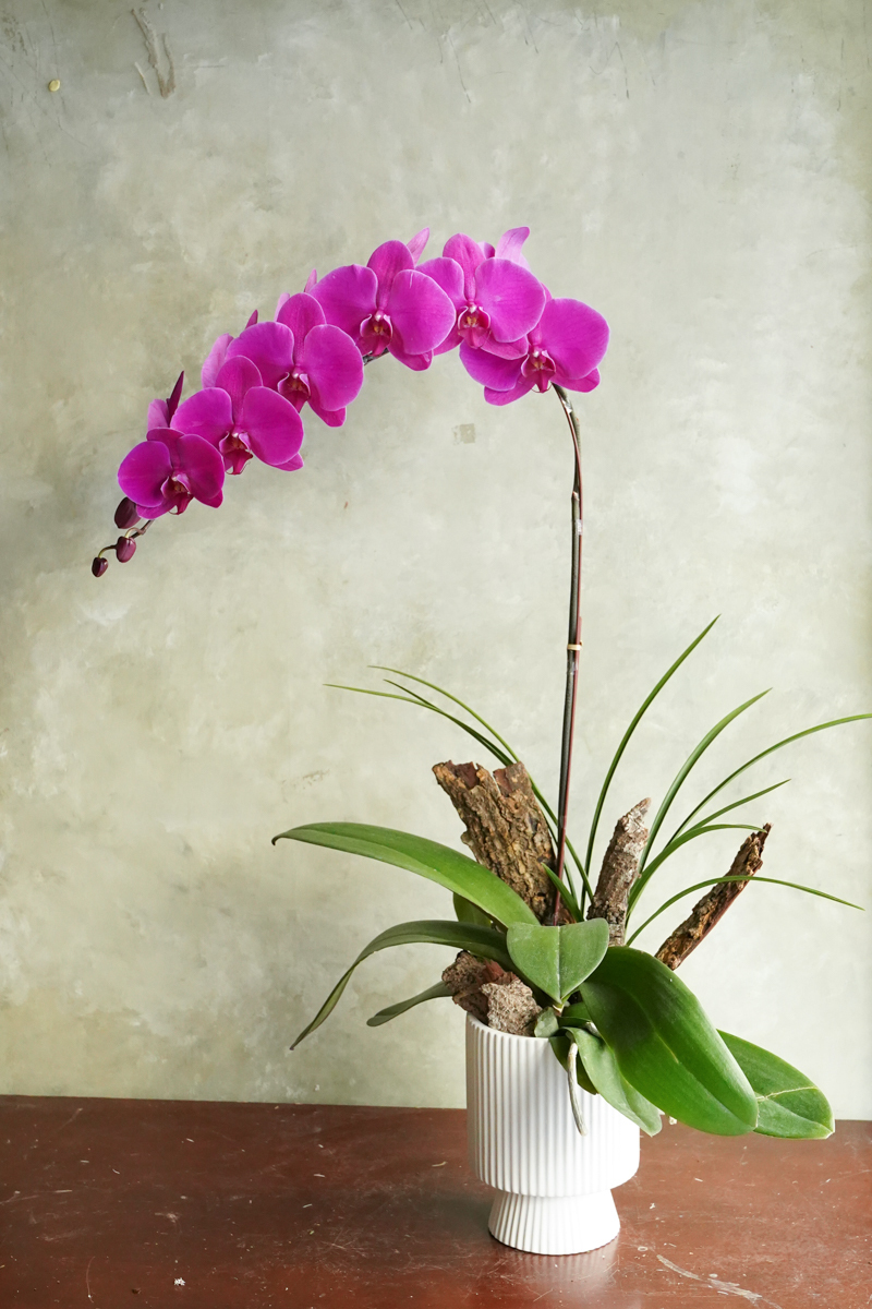 新年蝴蝶蘭_蝴蝶蘭花台北推薦_鴻運當頭_台北蝴蝶蘭外送推薦,蝴蝶蘭台北推薦2