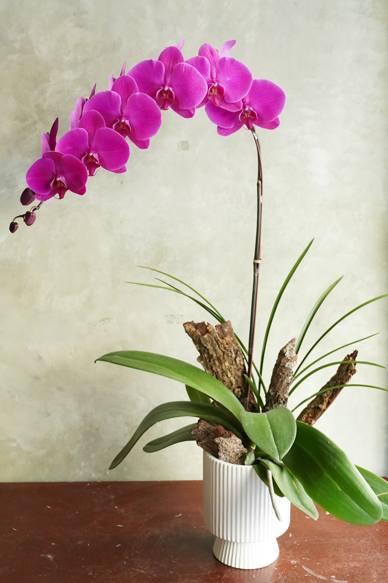 新年蝴蝶蘭_蝴蝶蘭花台北推薦_鴻運當頭_台北蝴蝶蘭外送推薦,蝴蝶蘭台北推薦