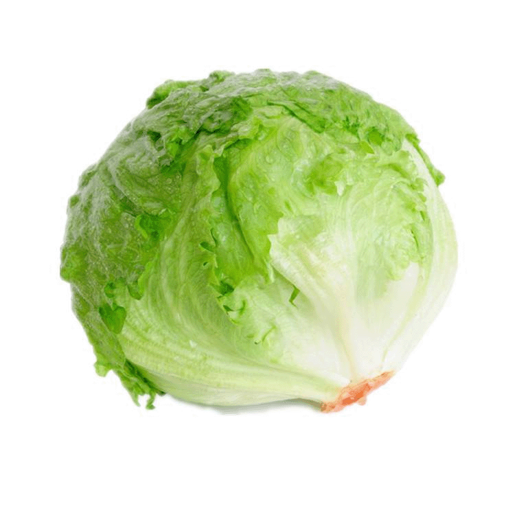 本地有機西生菜